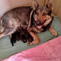 Disponibili cuccioli Pastore Tedesco