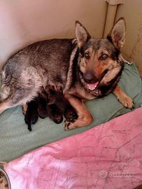 Disponibili cuccioli Pastore Tedesco