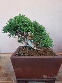 Bonsai Shoin Ginepro Kishu 