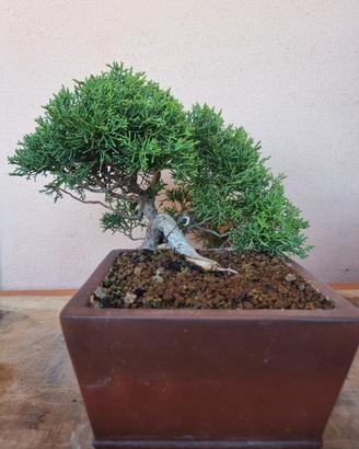 Bonsai Shoin Ginepro Kishu 