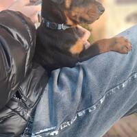 Cuccioli di dobermann