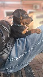 Cuccioli di dobermann