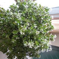 Pianta CRASSULA OVATA "albero della giada"