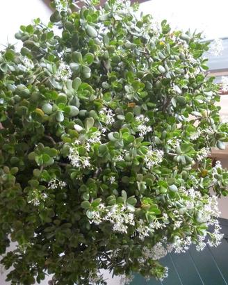 Pianta CRASSULA OVATA "albero della giada"