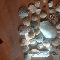 Conchiglie Oceano Atlantico