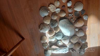Conchiglie Oceano Atlantico