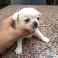 Cuccioli di chihuahua maschi bianchi