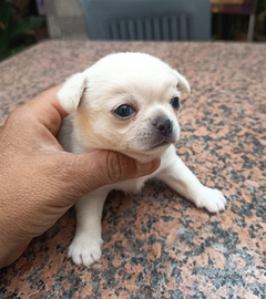 Cuccioli di chihuahua maschi bianchi