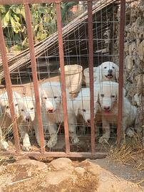 Cuccioli di pastore Maremmano
