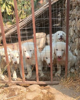 Cuccioli di pastore Maremmano