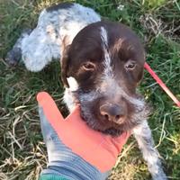 Regalasi Bracco Lagotto