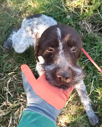 Regalasi Bracco Lagotto
