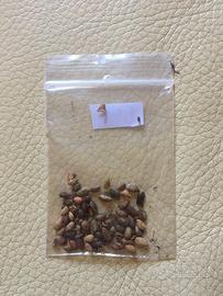 Semi pino bianco e pino nero produzione privata