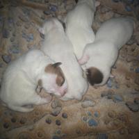 Cuccioli Jack Russel