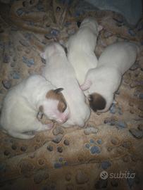 Cuccioli Jack Russel