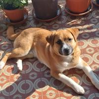 Cucciolo meraviglioso