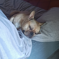 Bulldog francese per monta