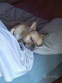 Bulldog francese per monta