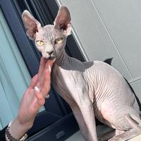 Sphynx