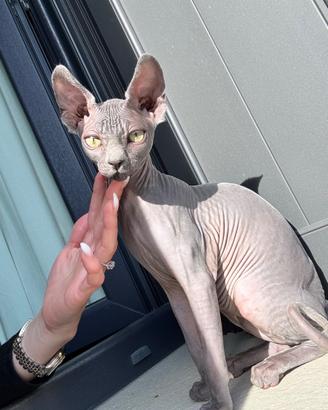 Sphynx