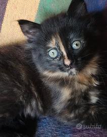Cucciola simil siberiano femmina
