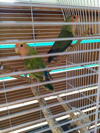 Inseparabili