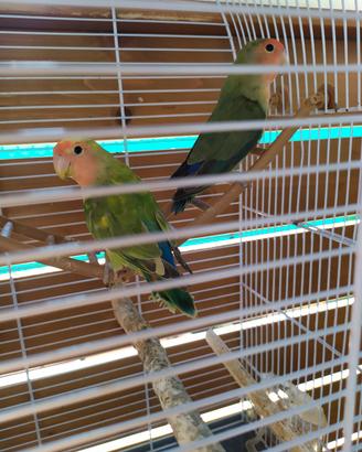 Inseparabili