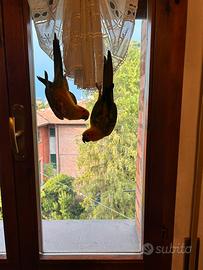 Coppia Conuri del Sole