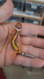 Geco leopardino