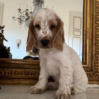 Cuccioli di cocker spaniel inglese