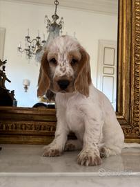 Cuccioli di cocker spaniel inglese