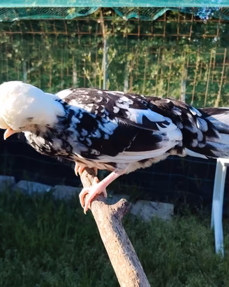 Gallina Olandesina nana