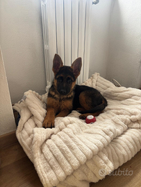 Pastore tedesco cucciolo