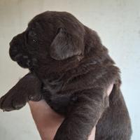 Cucccioli di labrador