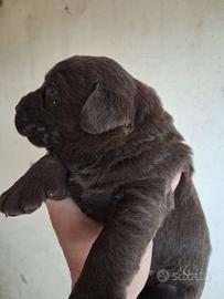 Cucccioli di labrador