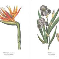 Serie di 36 stampe di flora piante