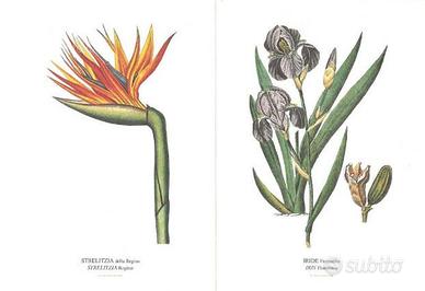 Serie di 36 stampe di flora piante