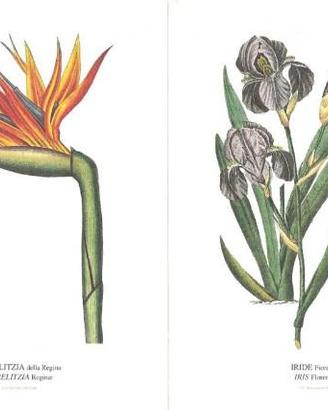 Serie di 36 stampe di flora piante