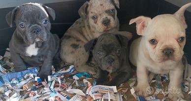 Cuccioli di bulldog francese