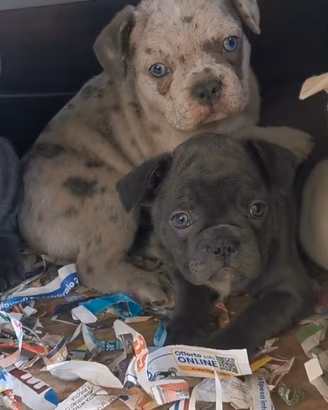 Cuccioli di bulldog francese