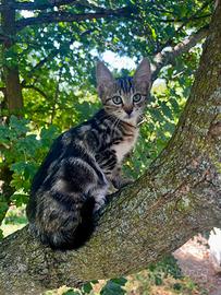 Cuccioli gattini incrocio Angora Turco