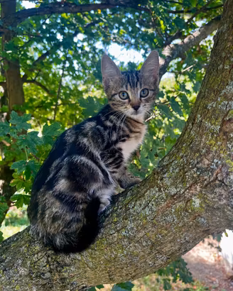 Cuccioli gattini incrocio Angora Turco
