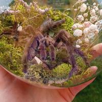 sfera diorama tarantola vera 