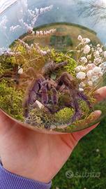 sfera diorama tarantola vera 