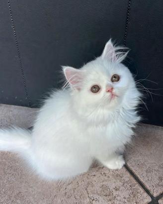 Gattini persiani
