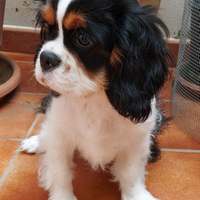 Cavalier king Ciarles Spaniel tricolor