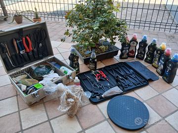 Acero campestre, attrezzatura e concimi