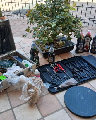 Acero campestre, attrezzatura e concimi