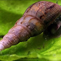Lumache acquatiche Melanoides