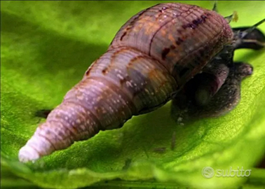 Lumache acquatiche Melanoides